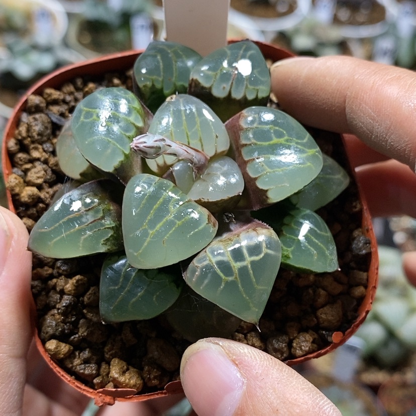 【闪购商品】376葡萄克