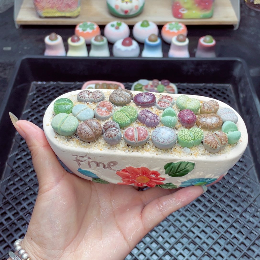 w2829 带盆土发货一物一拍