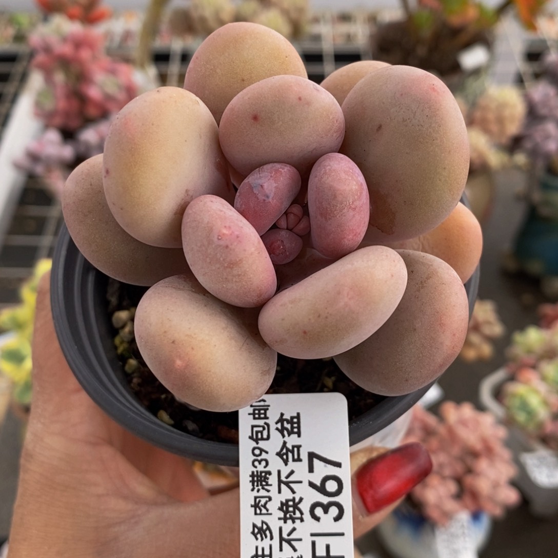 彩虹奶酪367/6c m