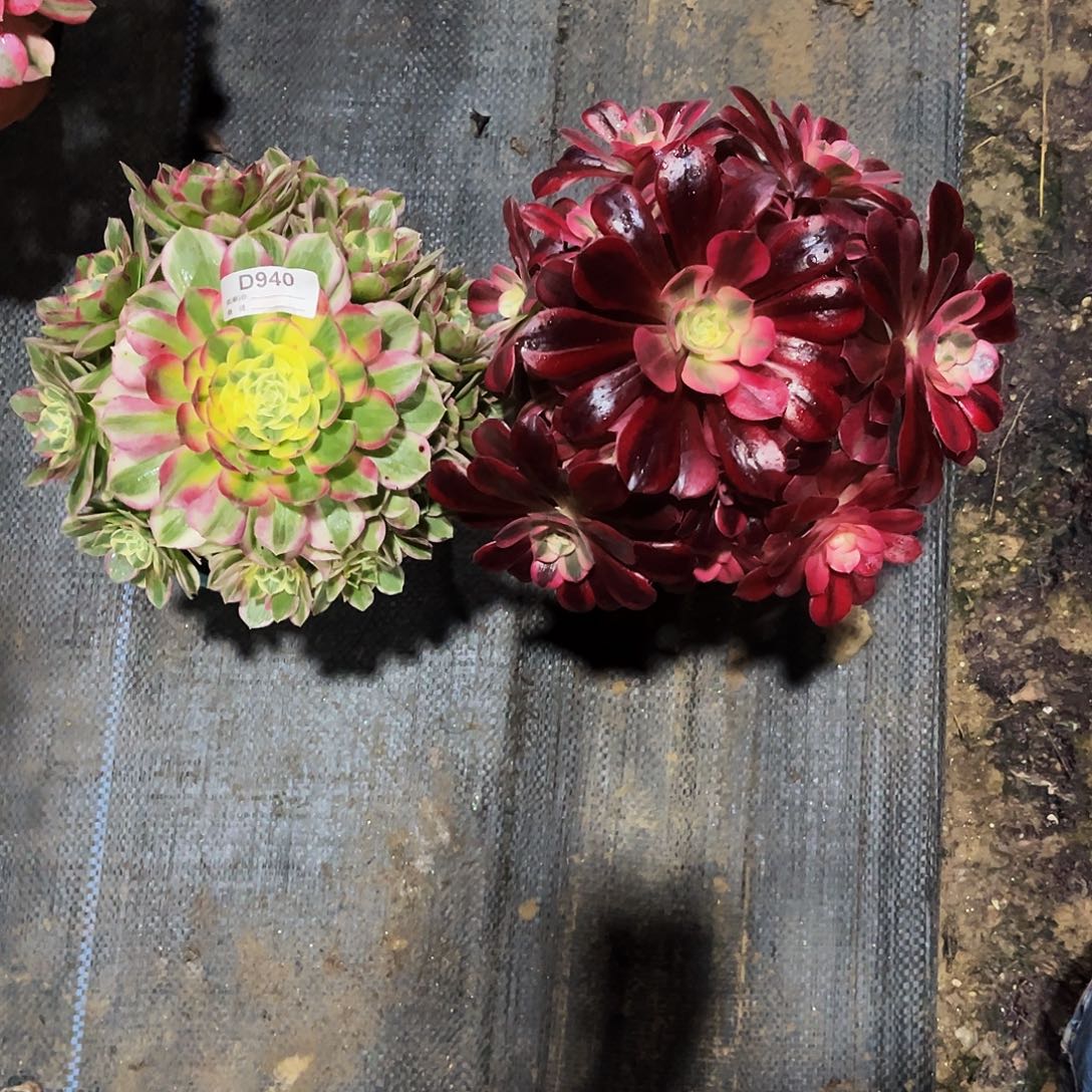 完全开放多肉植物940海鲜，美杜莎