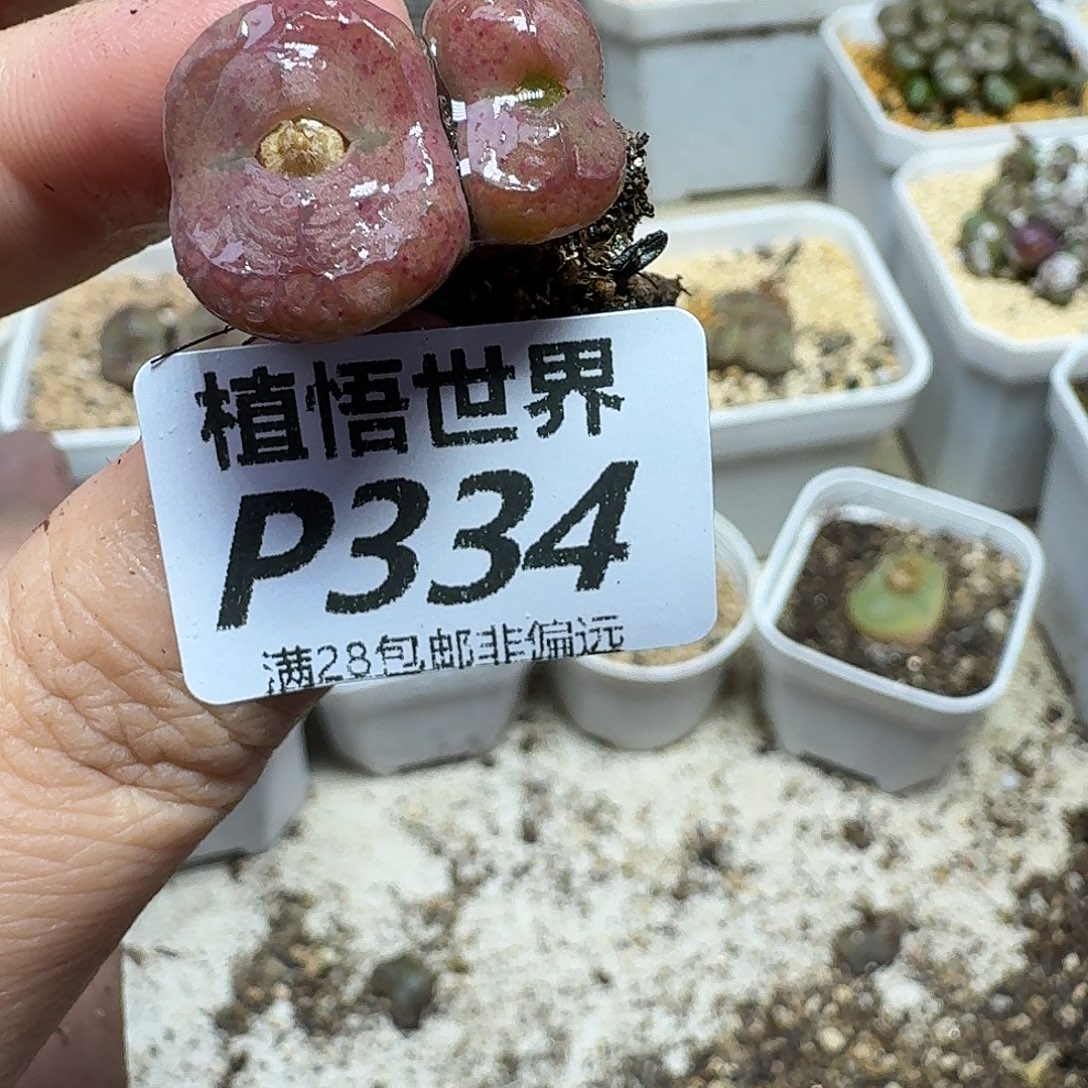 多肉杂的多Ｆｖhnnkm