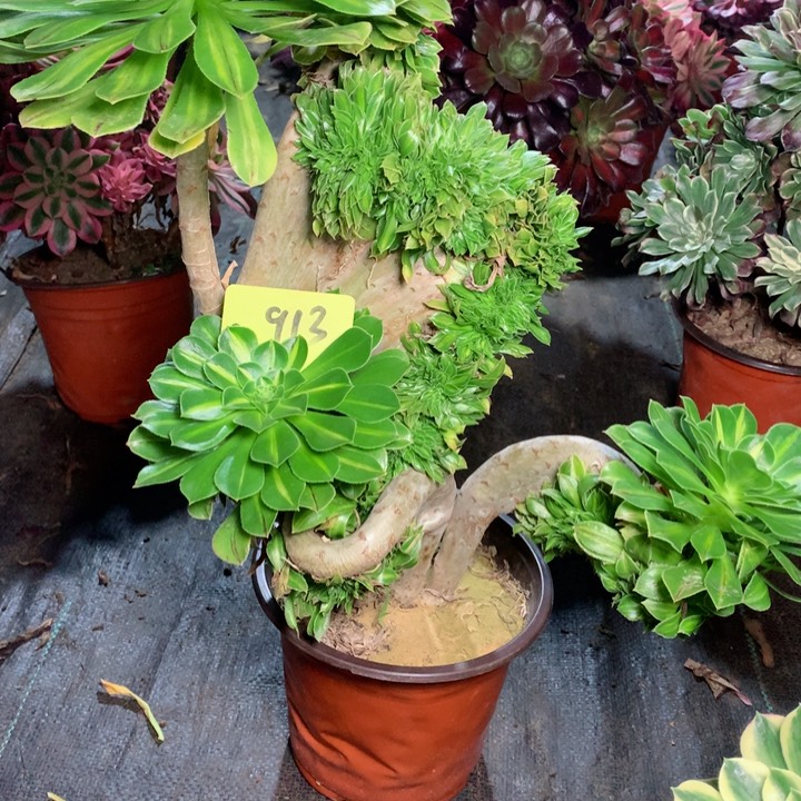 913碧螺春缀多肉111111