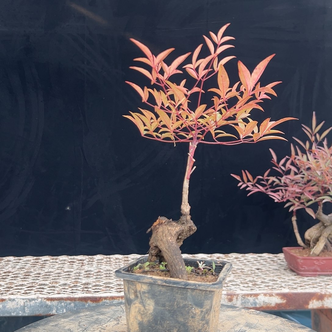 不开花植物0000000002