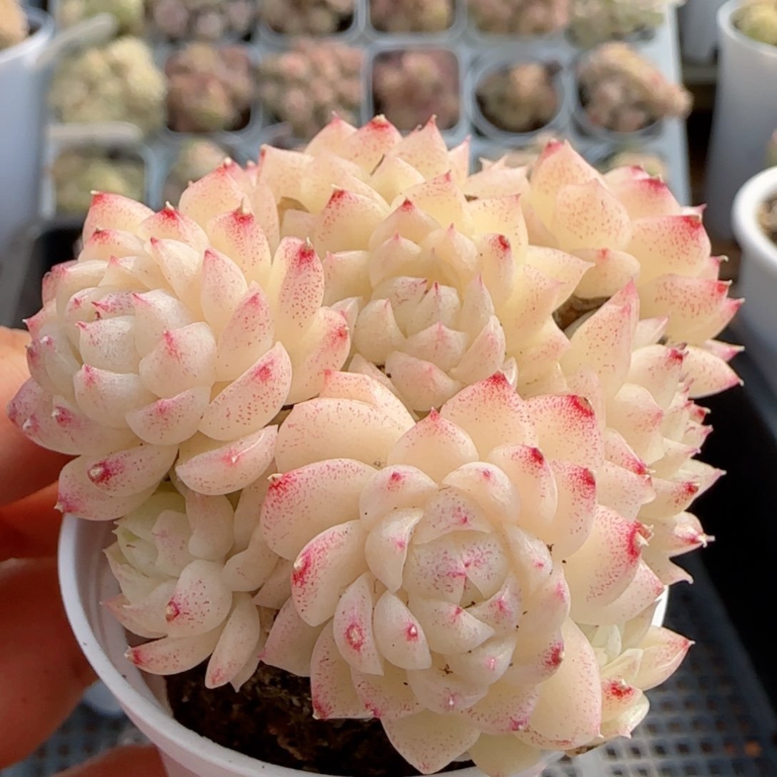 【闪购商品】0213-81珠光麦杆