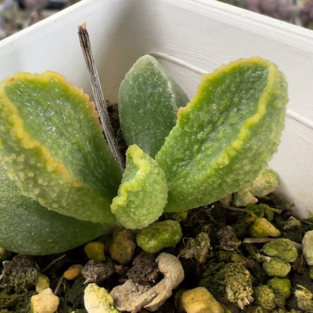 假赤焰单头纯木质桩多肉植物水泡