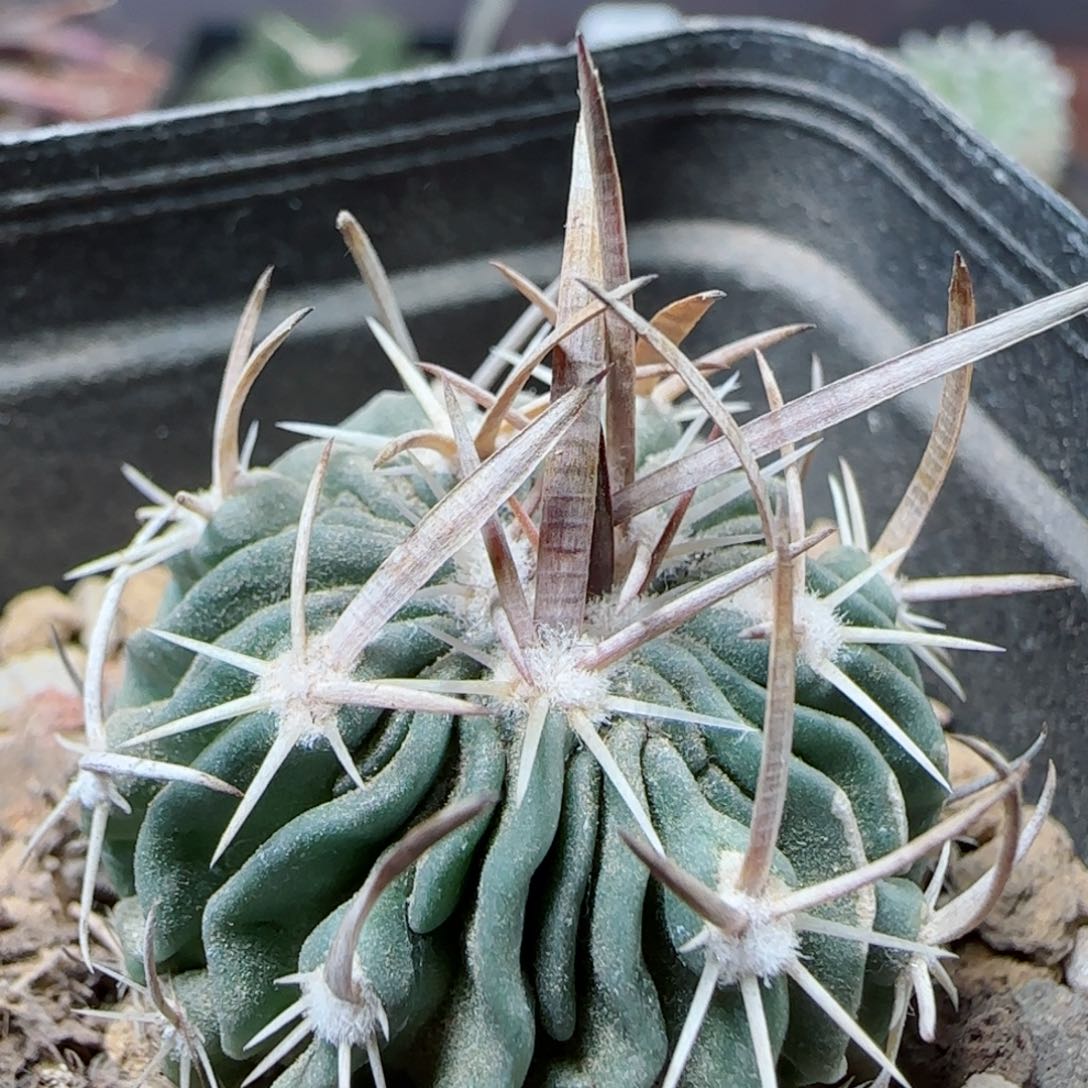 A81实生喷泉刺振武玉多肉