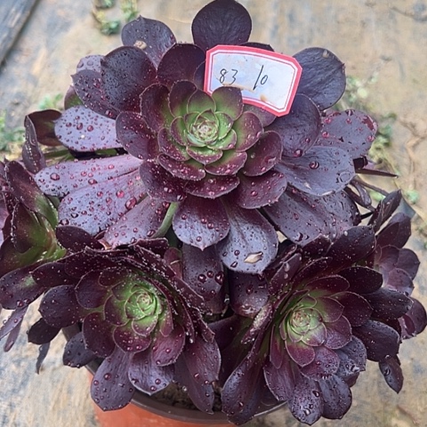 多肉植物赤耶连83号