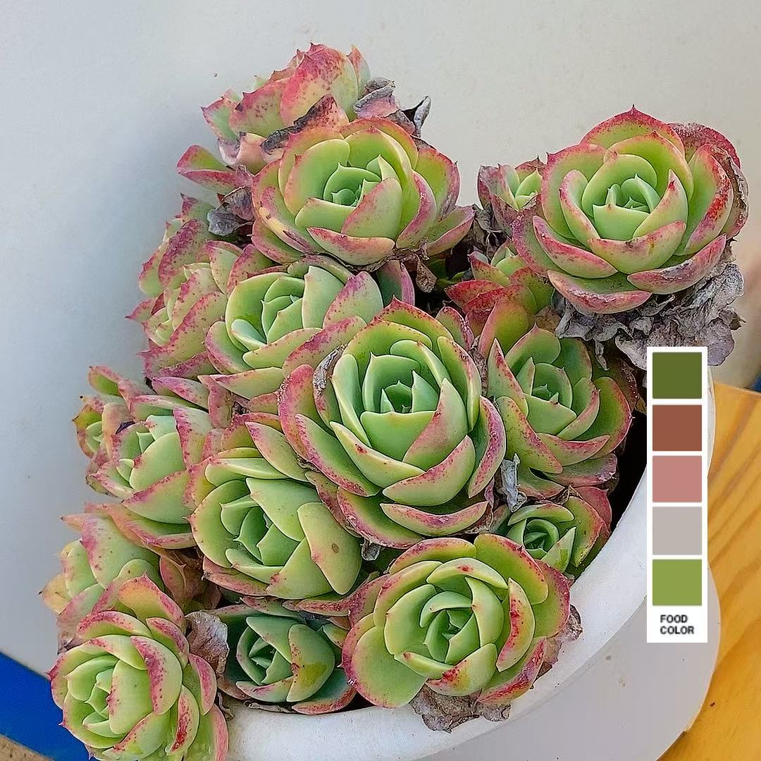 大柠檬玫瑰整装    熊猫多肉 （满19包邮）脱土发 庭院美观  