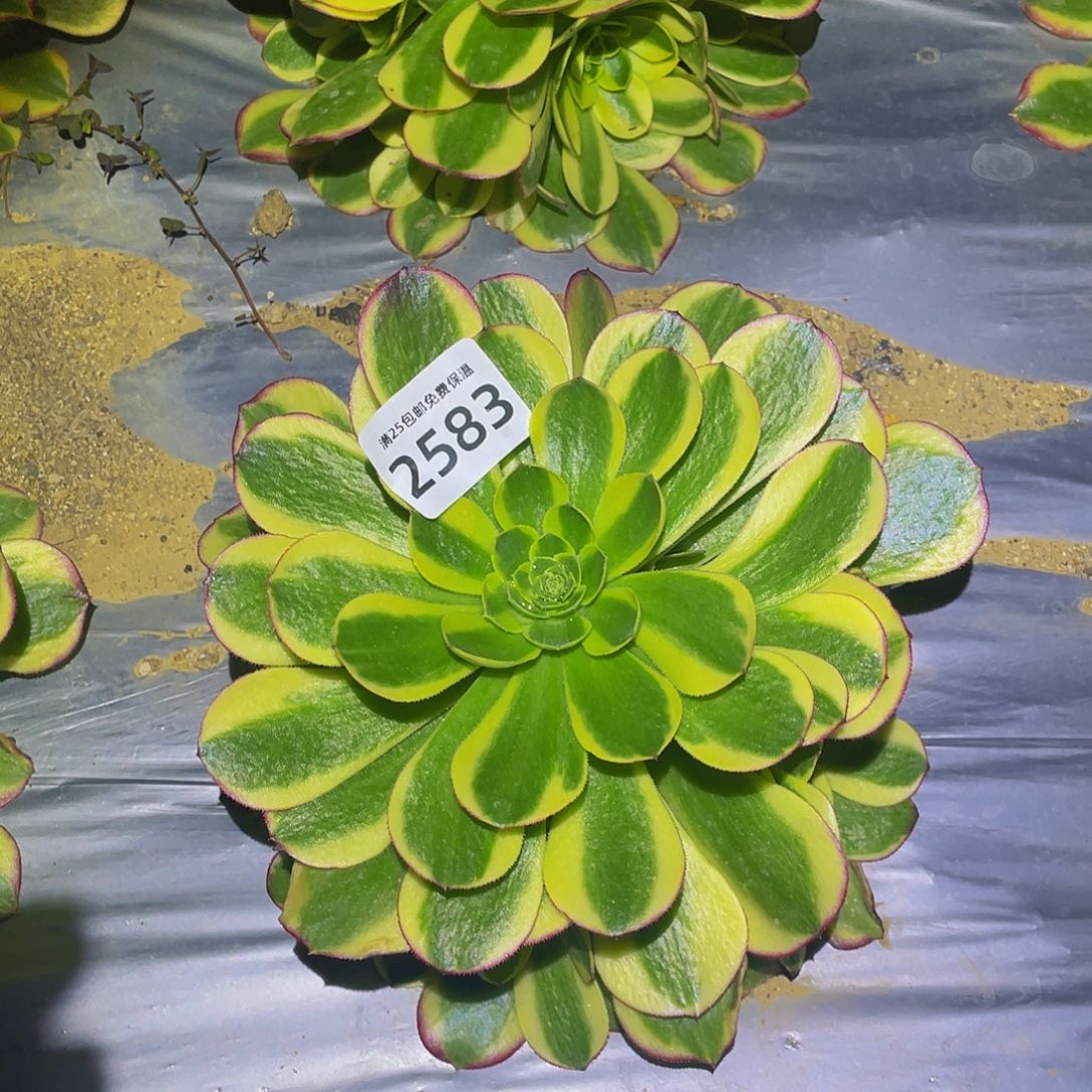 2583万圣节奶白多肉植物