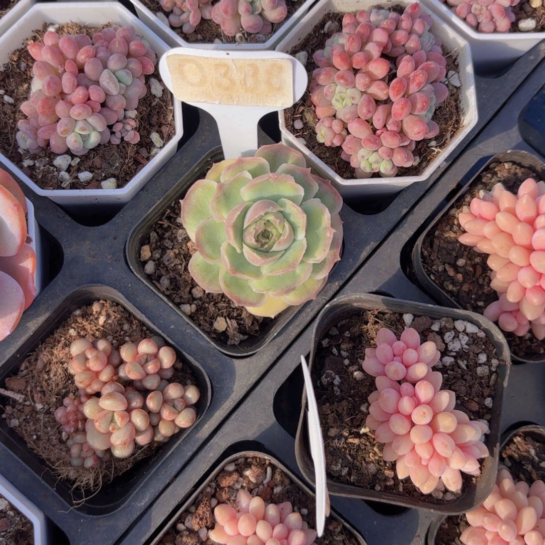 D338水晶虾饺一物一拍