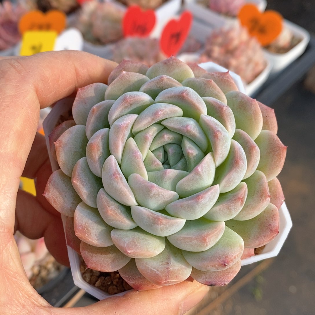 精品多肉一物一拍不包整322