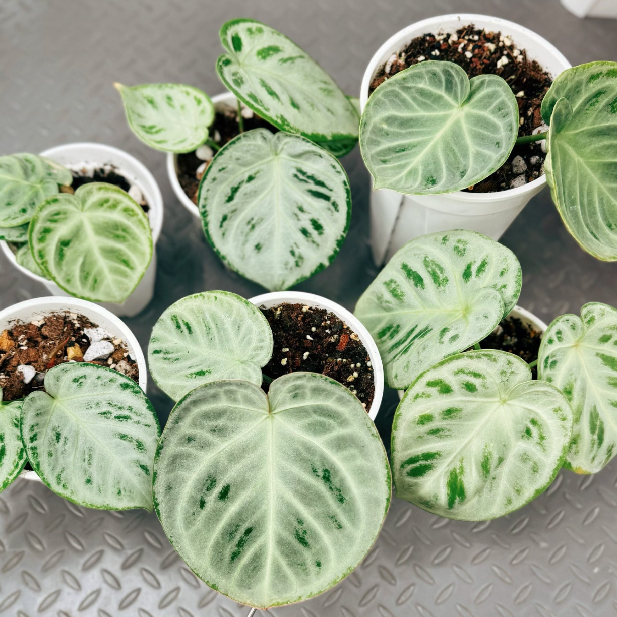 一物一拍！【铜锣烧】原盆花烛好看好养超强雨林感大气植物小众ins风