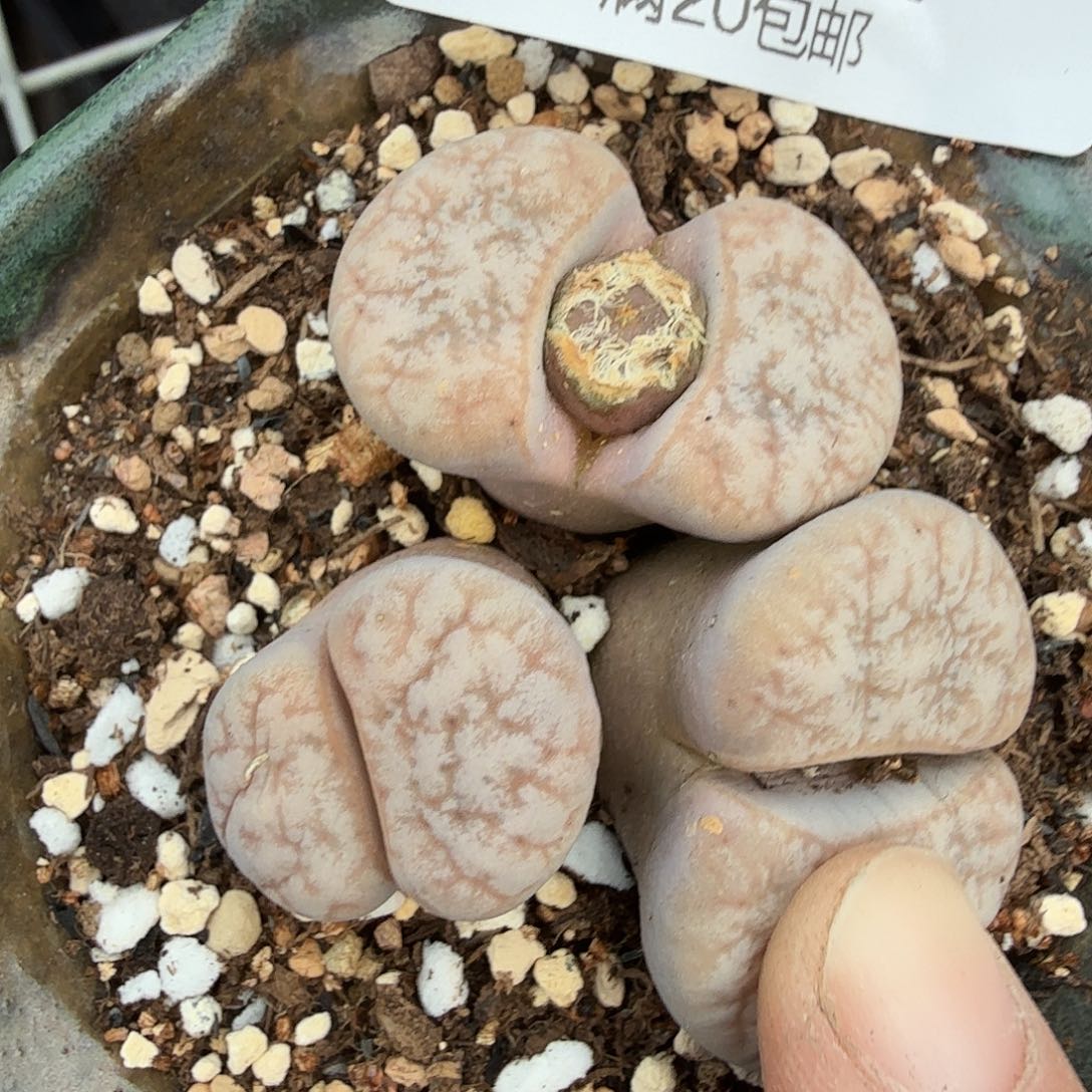 你说是的啊不对是036这个