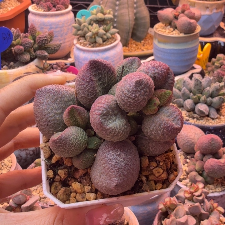 下***你金字匾额和一套书皮