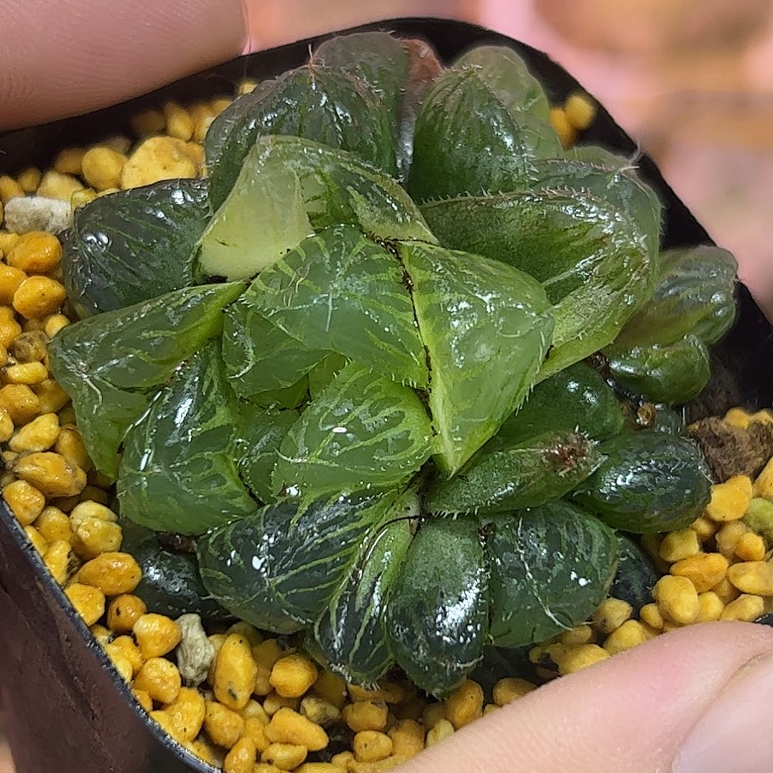 冰魄巨大化锦十二卷多肉