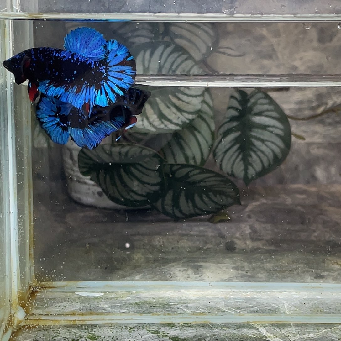 斗鱼育平斗鱼泰国斗鱼