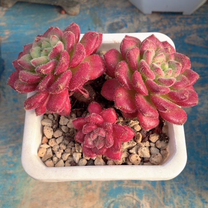 多肉植物 水晶卡罗拉-4