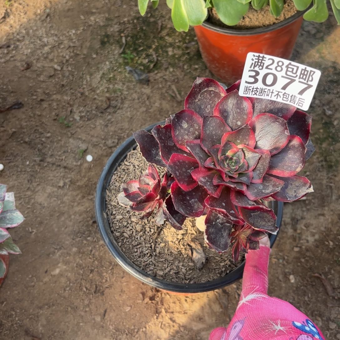 玲***M. 3077红魔女多肉1122