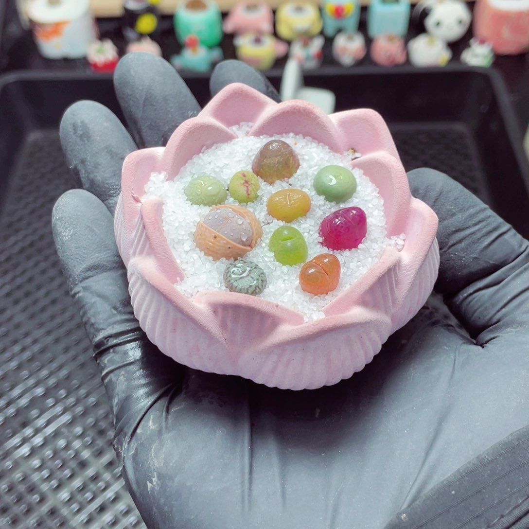 w3310--带盆土发货，零下地区拍保温箱