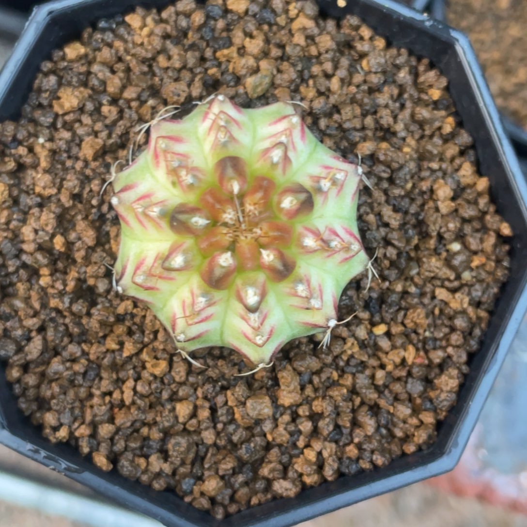 乐***遥当前无花朵，栽培后可花朵梦想轮回