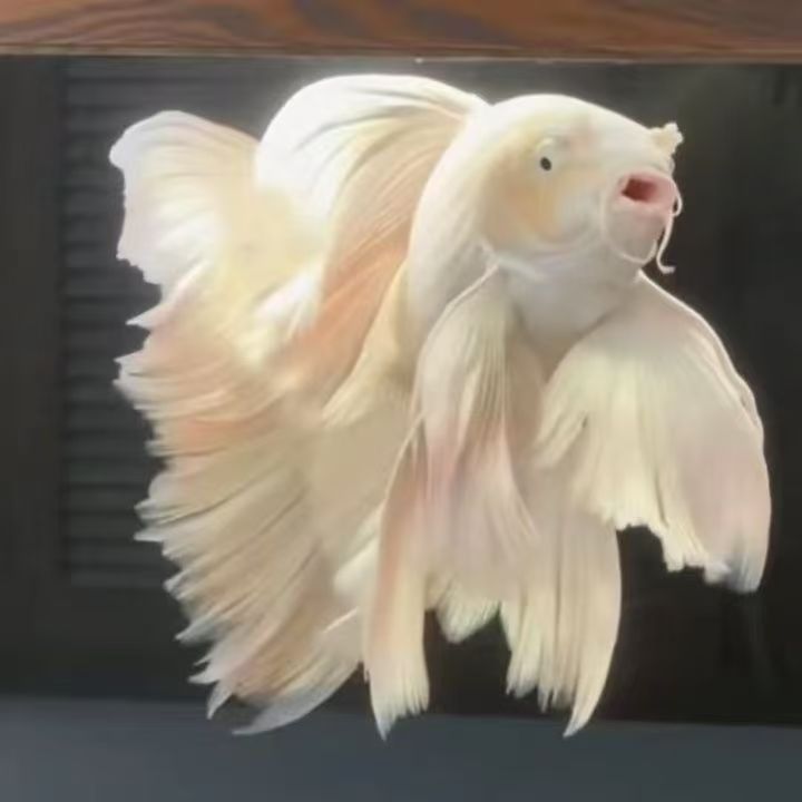 201-300纯种蝴蝶鲤观赏鱼冷水鱼好养耐活  直播间为准