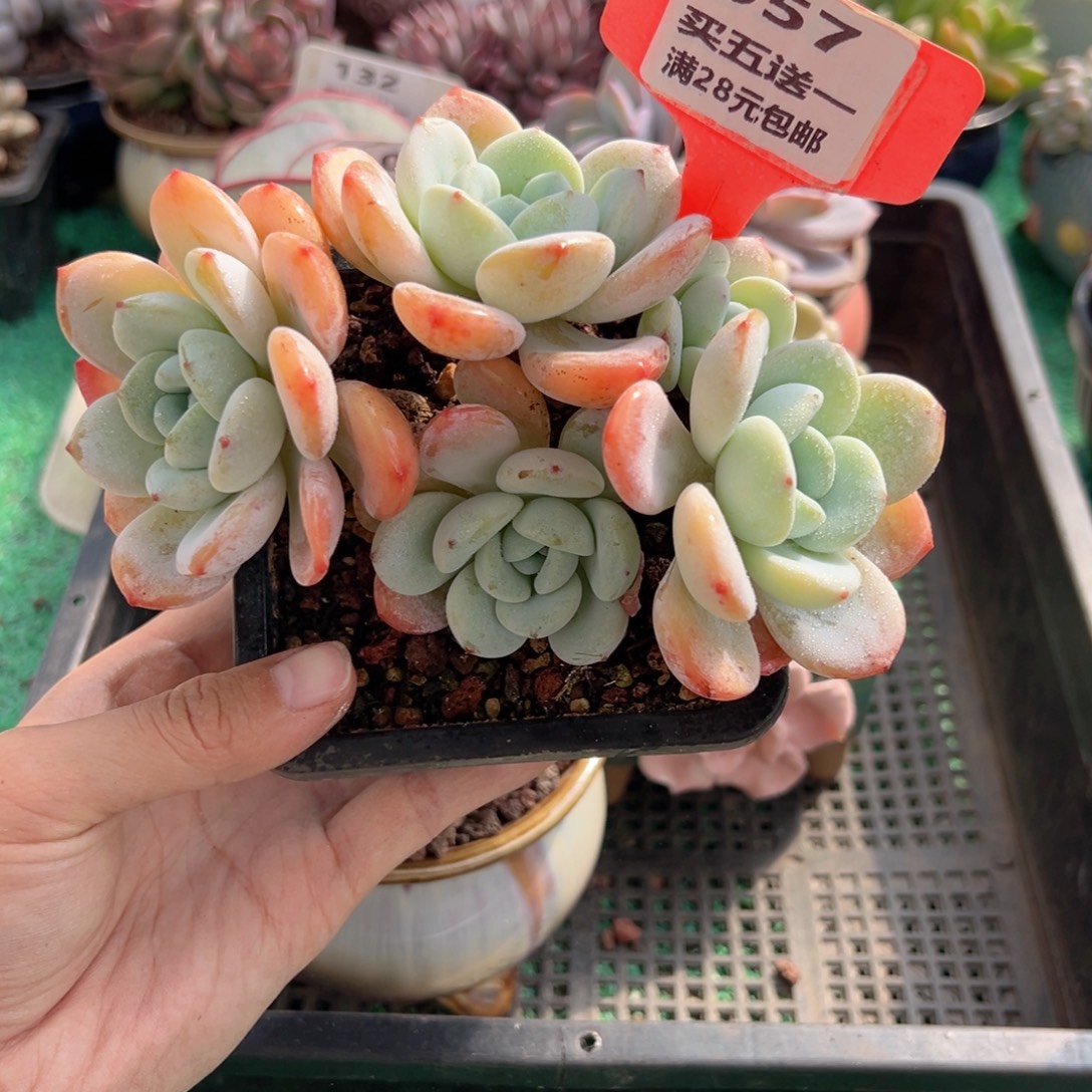 表妹精品多肉植物057.