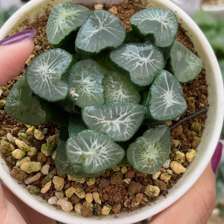 13狮子神万象哈哈哈哈哈哈