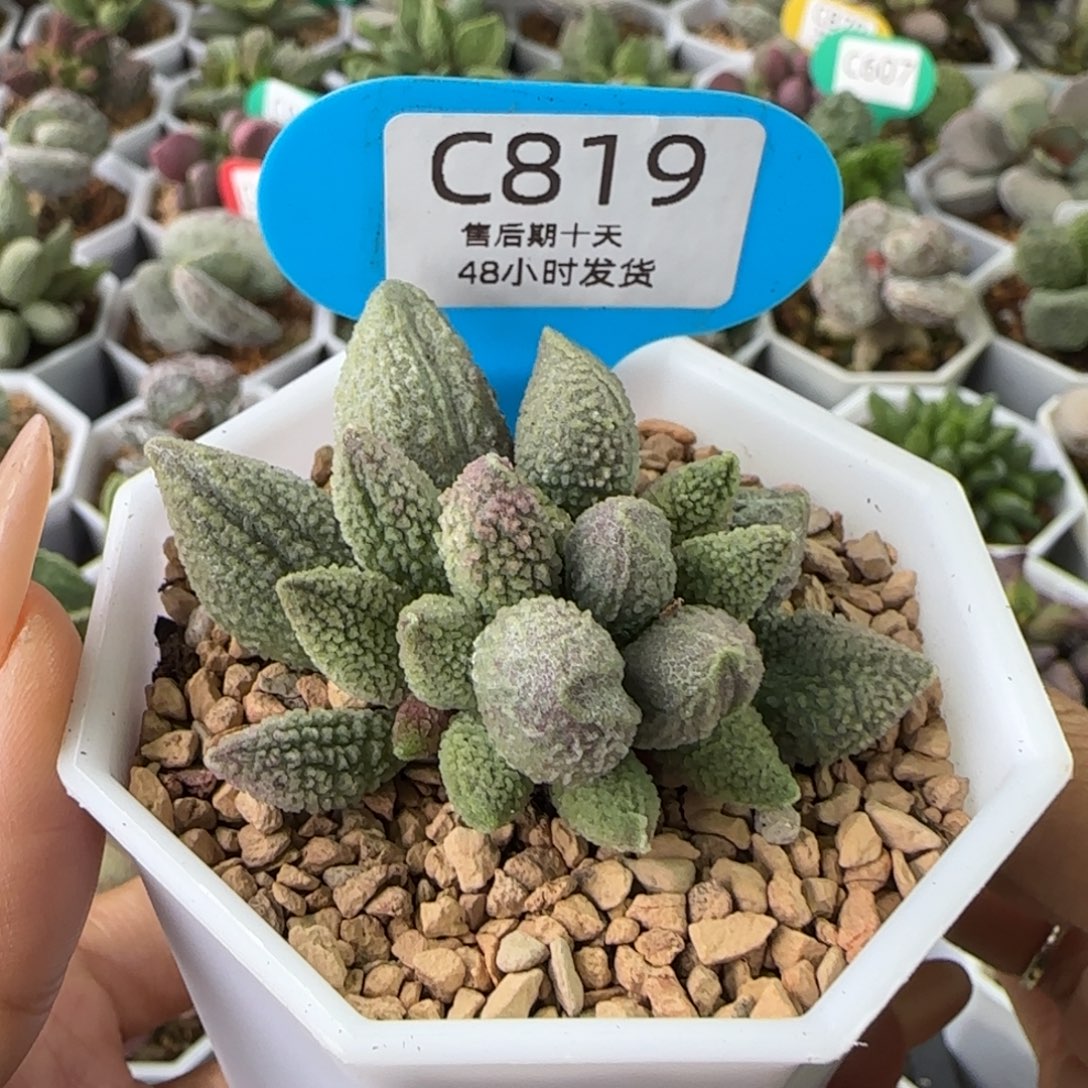 小****西施多肉。   819。   