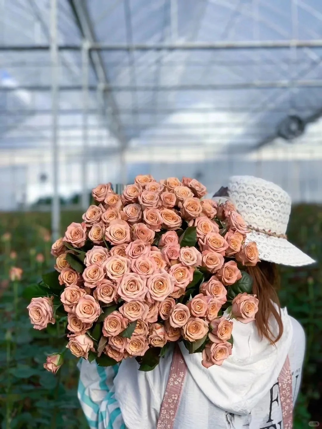 【卡布单头玫瑰】鲜切花两单普快三单顺丰冷链云南基地直发玫瑰