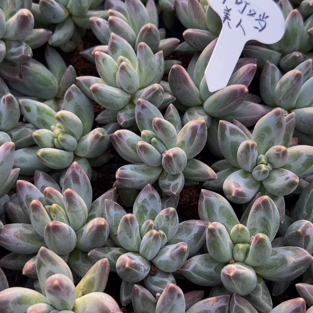 6颗大小不等同品随机