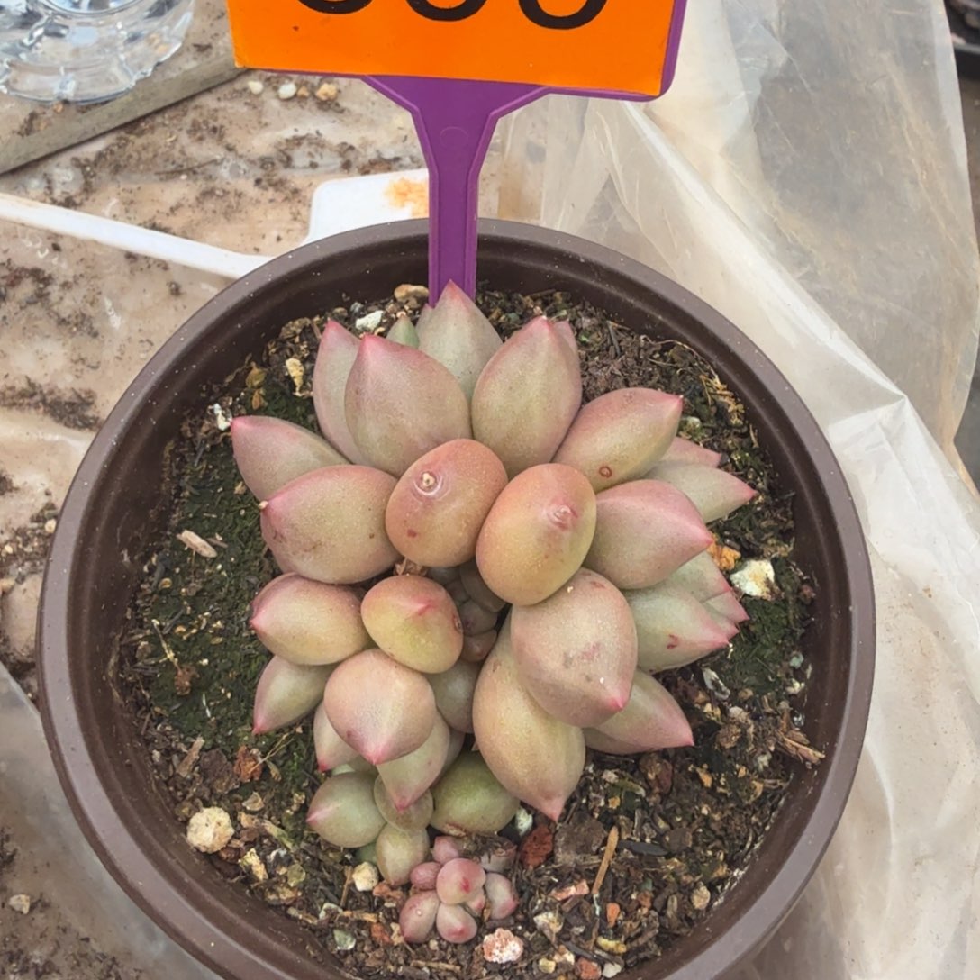 涛***—多肉植物米其林399