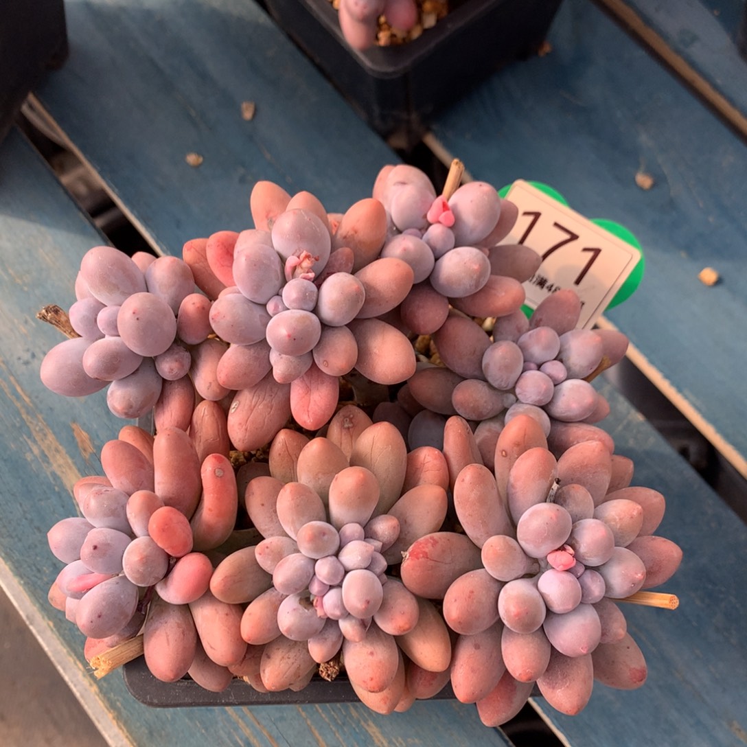 大叶汤圆无砍开播福利171