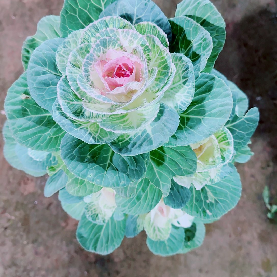 完全开放羽衣甘蓝盆栽