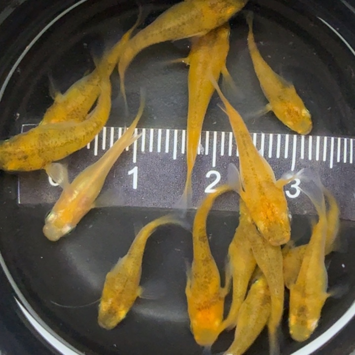 青鳉鱼赤虎球球1号青鳉