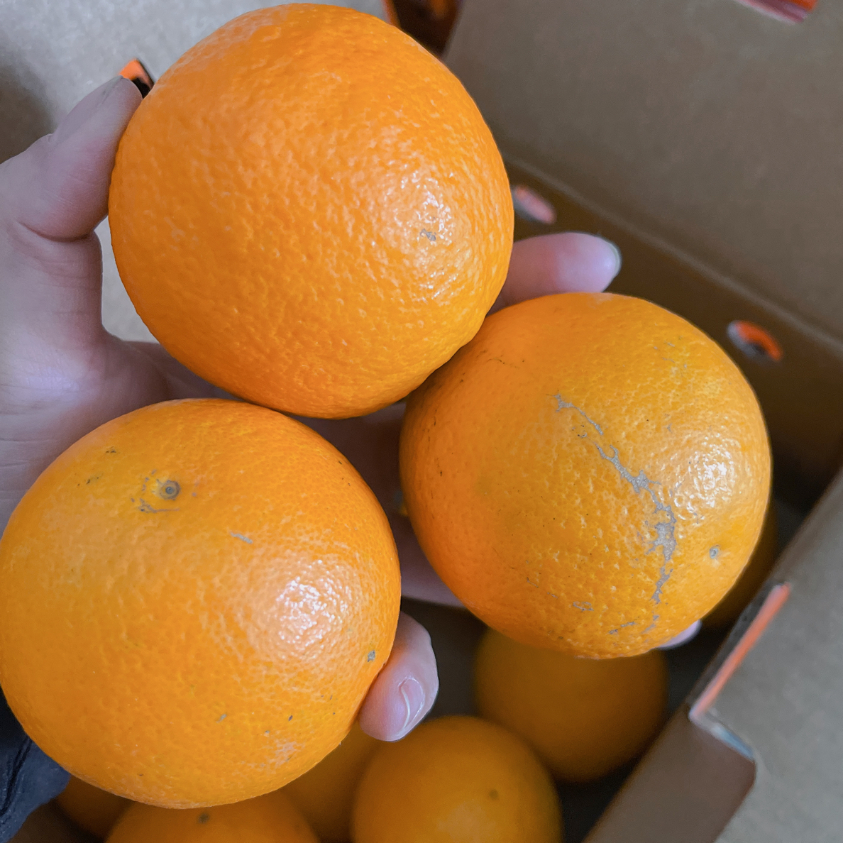 【富贵专属顺丰次日达】高原冰糖橙两箱毛重4.8公斤左右包邮到家云南省