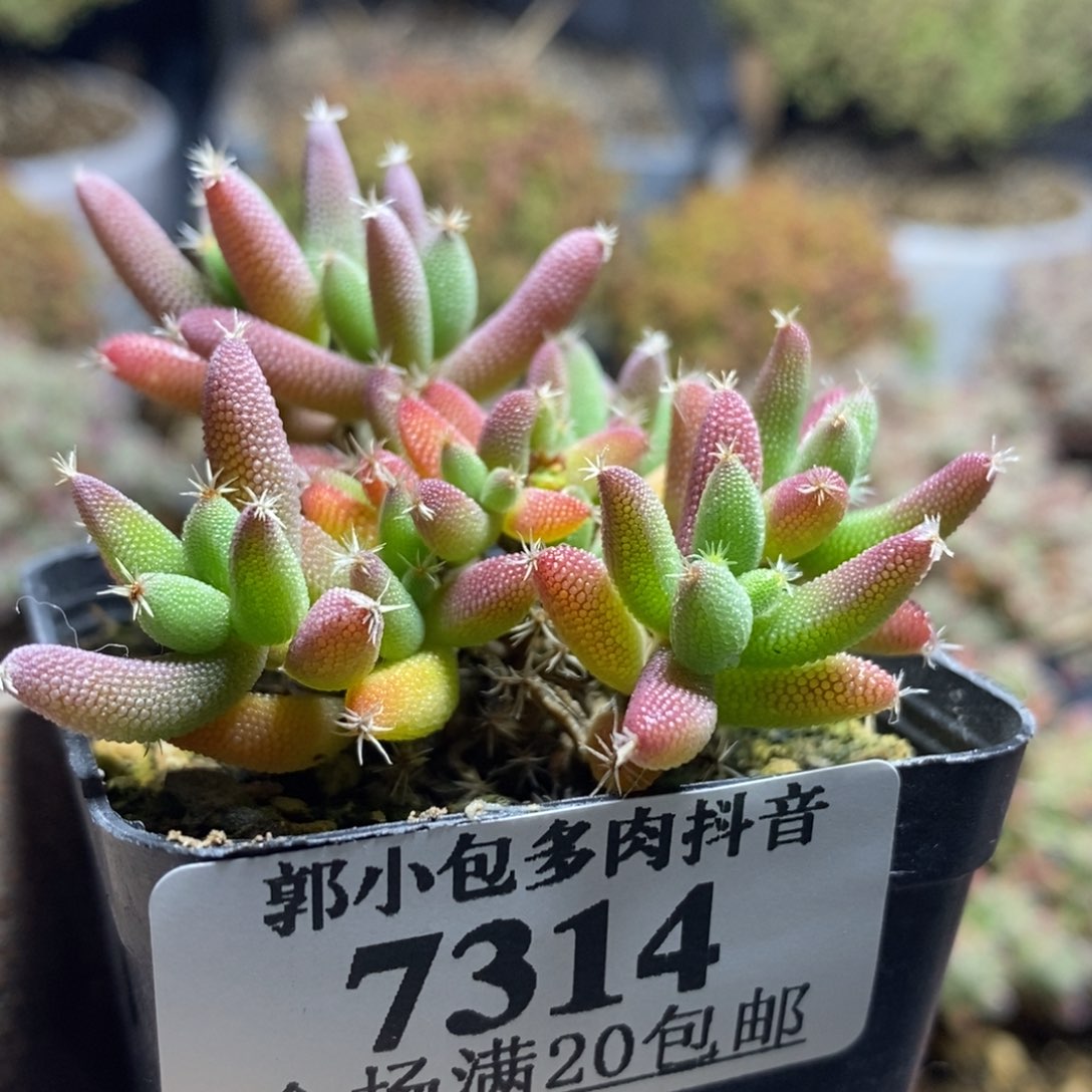 实生玉米7314枝干番杏