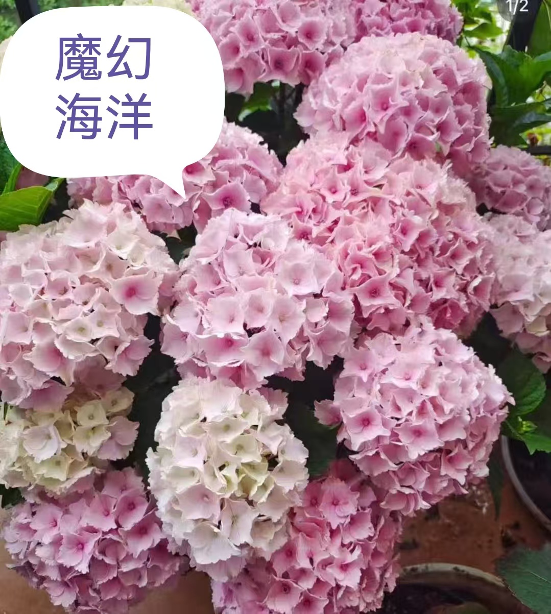 云南露天现货现发盆栽绣球花种植基地直发