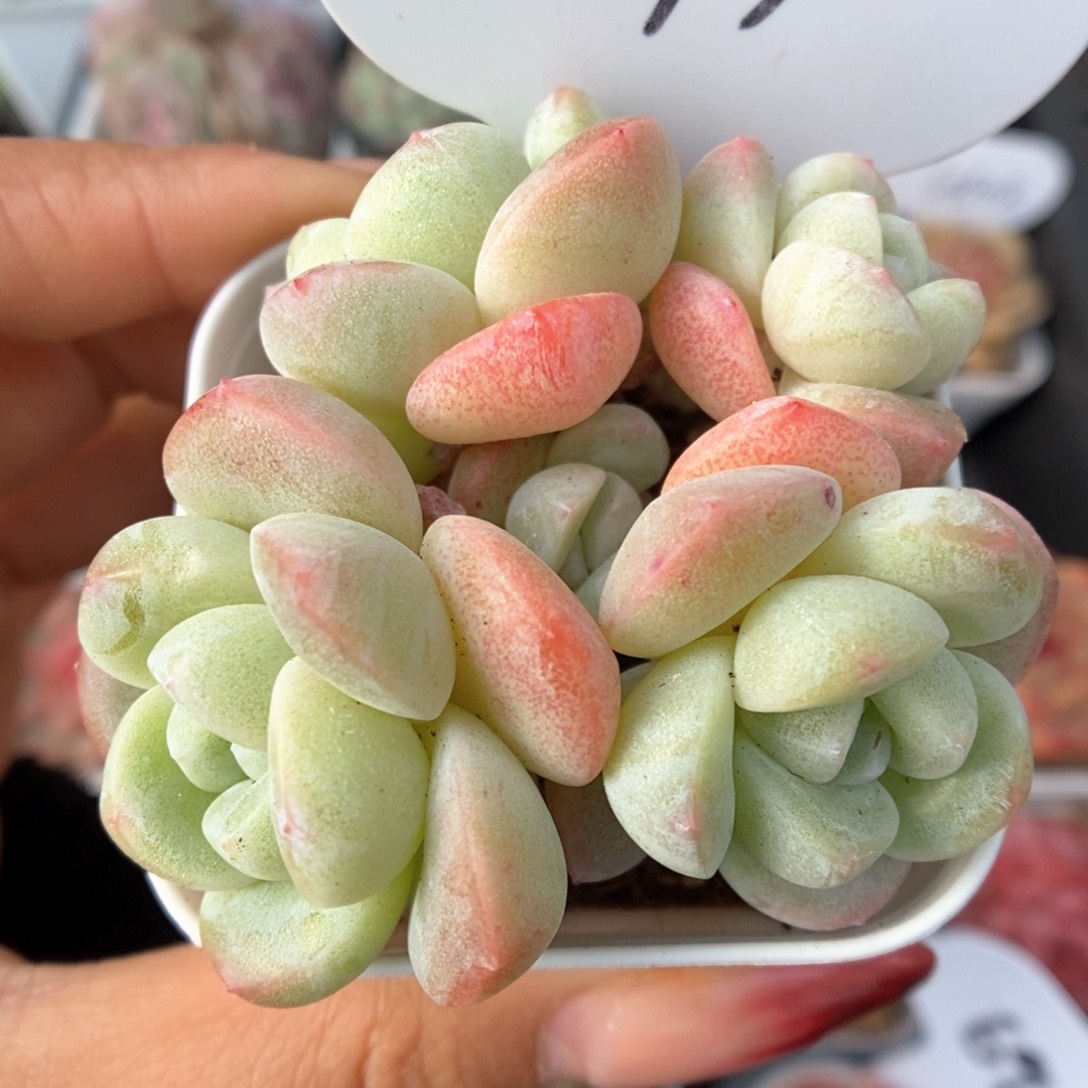 白底冰玉群生可拍579号。 