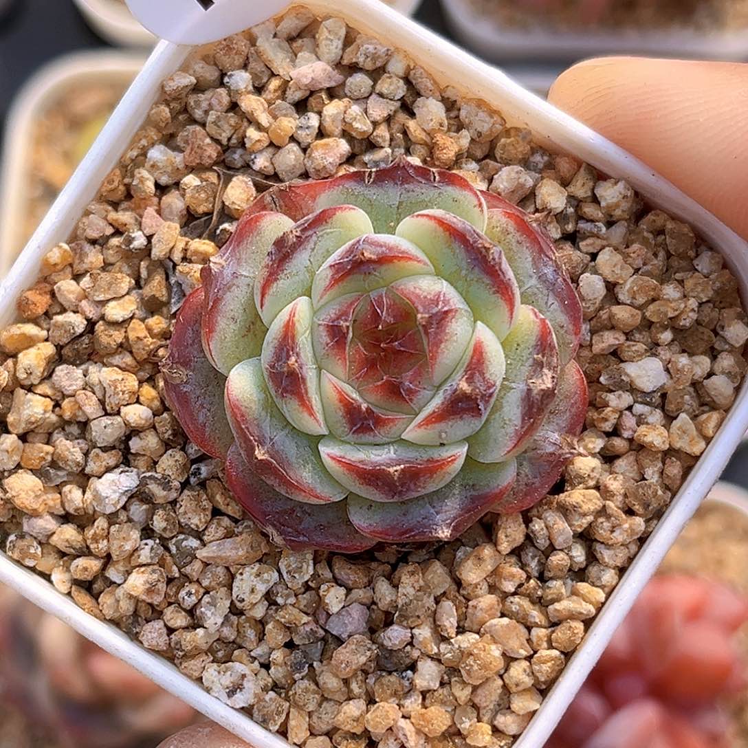 185  新品珍妮 满18包邮