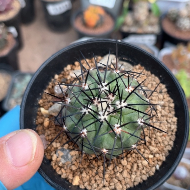 292黑刺妖鬼玉仙人球