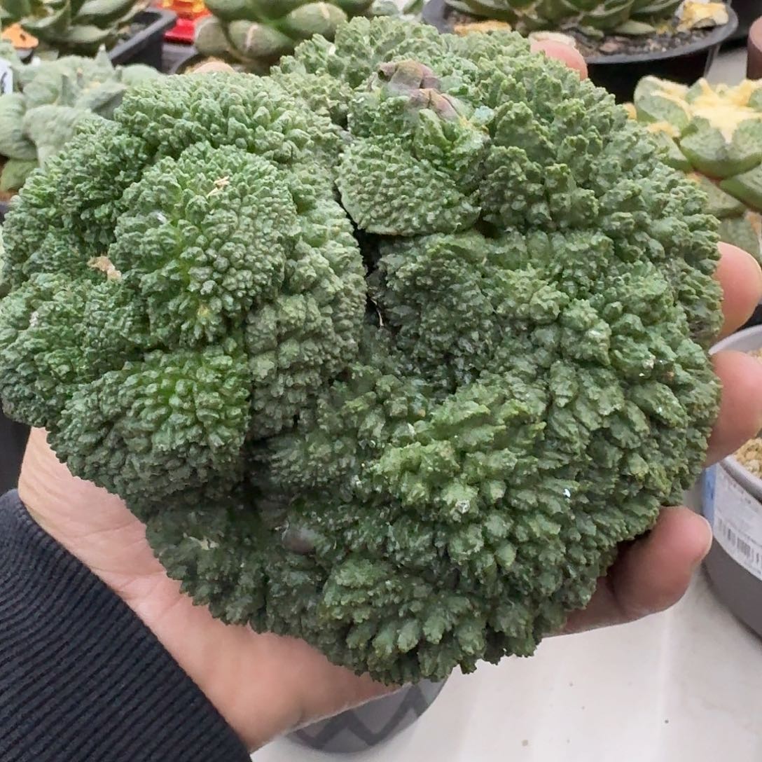 大型哥斯拉，暂未开根