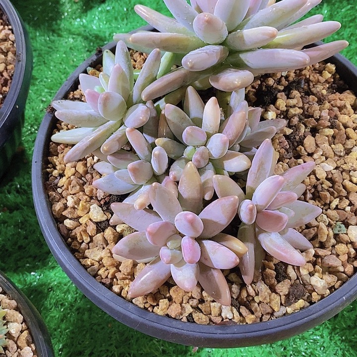 素***素企鹅多肉植物老板