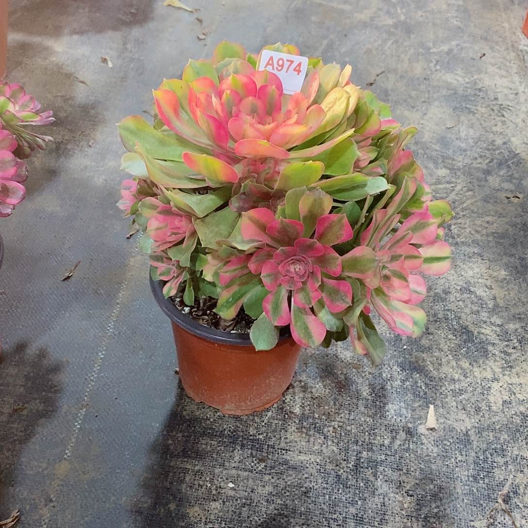 花袖974多肉法师