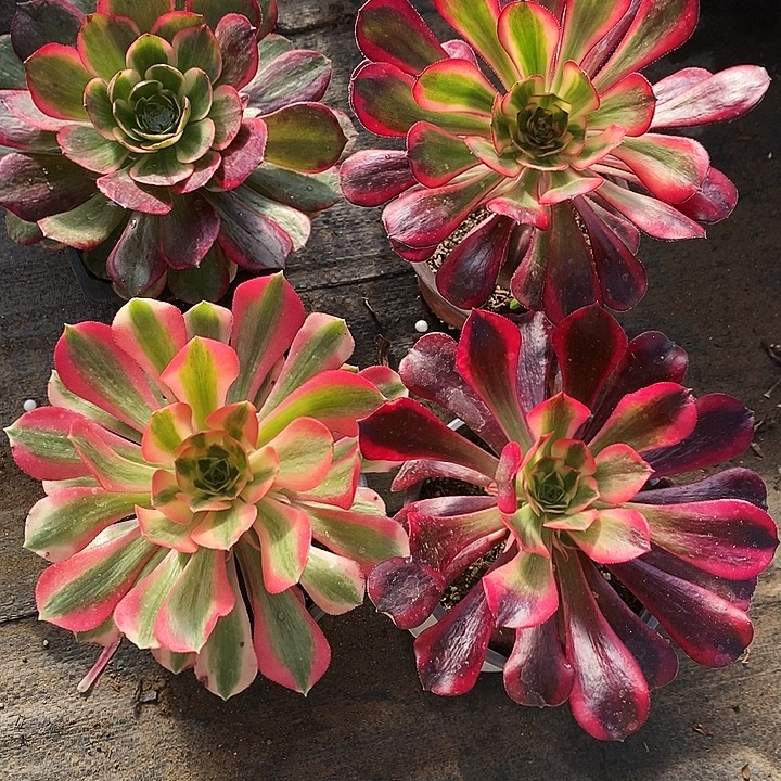 女巫美杜莎香奈儿夜宴多肉4颗