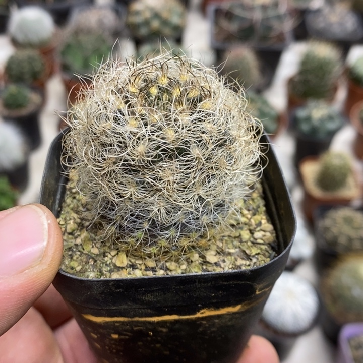 安***8银翁玉黑刺特价福利