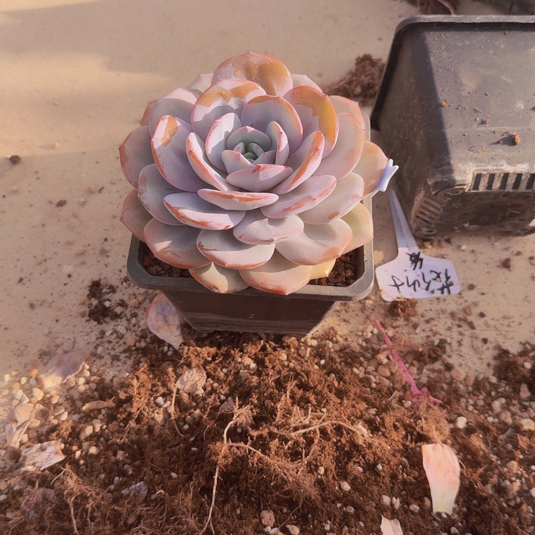 悦***️韩版奶茶肥啊啊啊啊