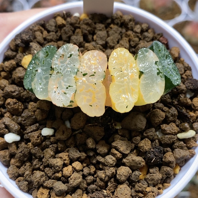 【闪购商品】78玄武玉扇