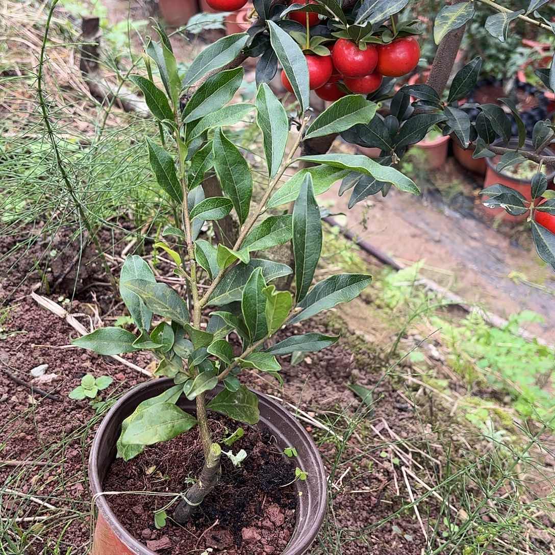 *****无花朵金弹子微扁88888888