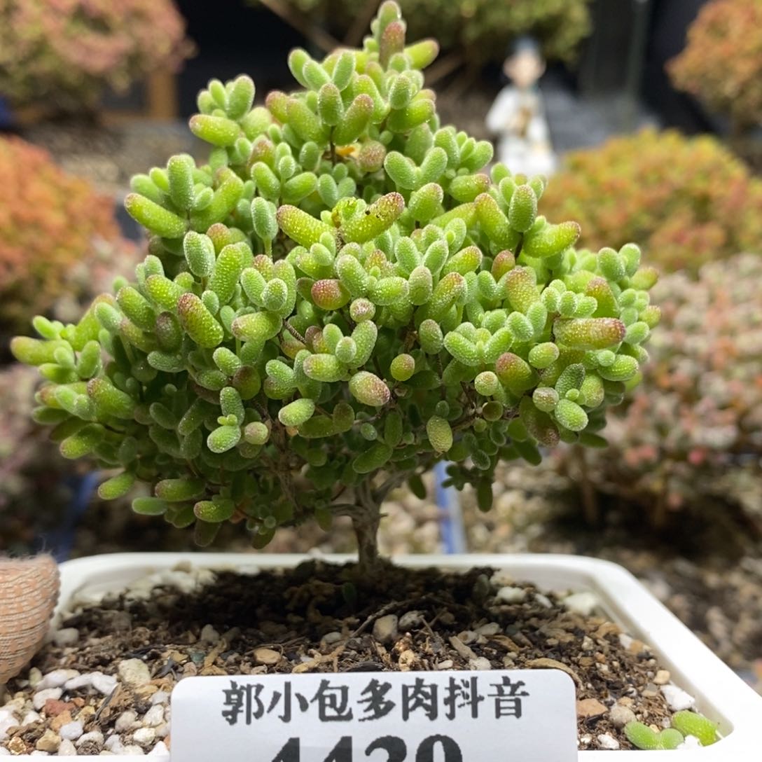 蜜橘糖球4439枝干番杏