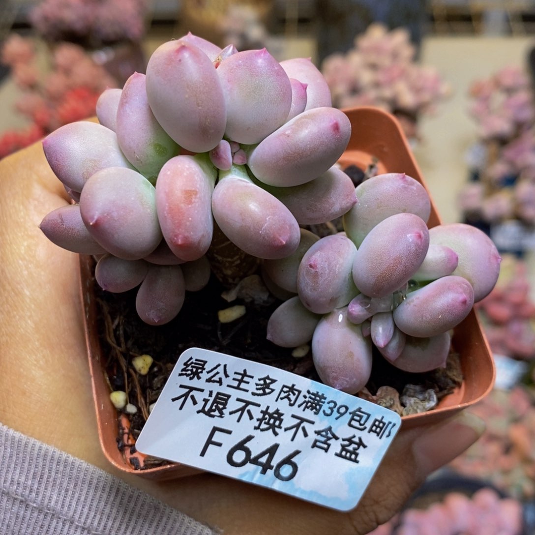 646苹果奶四代多肉5c m